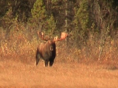 50 Inch or More Bull Moose