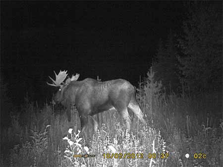 Spypoint Trailcam Bull Moose Picture