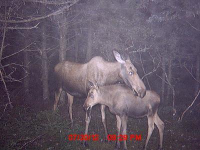 Calf Moose and Mom Trail Camera Picture