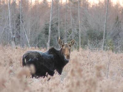 Note the white patch below the tail of this moose. That indicates this is a cow moose.