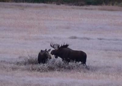 Bull Moose in His Home Range