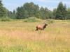 Cow Elk in Field (added by admin)