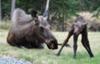 Baby moose standing for the first time... on wobbly legs.