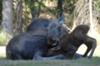 Baby moose - 24 hours old.