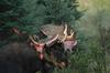 Bull Moose Shedding His Velvet During Early Fall