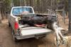 Late Season Moose and Late Skinning