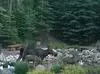 Note the horizontal positioning of the moose compared to the trees
