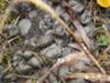 Moose Poop with Mouse Droppings