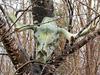 A Moose Skull (as discovered)