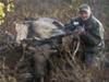 Bull Moose with Crossbow
