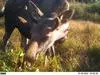 Is there a second moose rut?