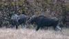 Two Immature Bull Moose Eye Each Other Up