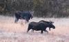 Two Immature Bull Moose Walking