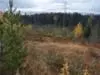 Good Moose Hunting Habitat