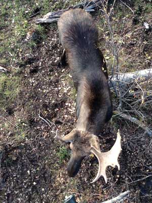 Tree stand moose hunting - Moose Evaluation