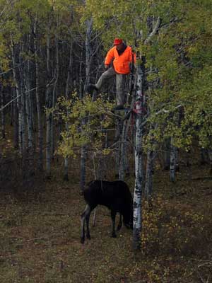 Moose Treestand Hunting Vantage Point