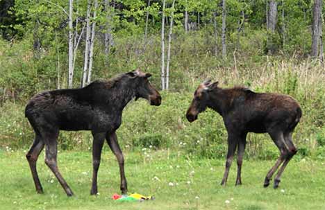 Two Moose Playing