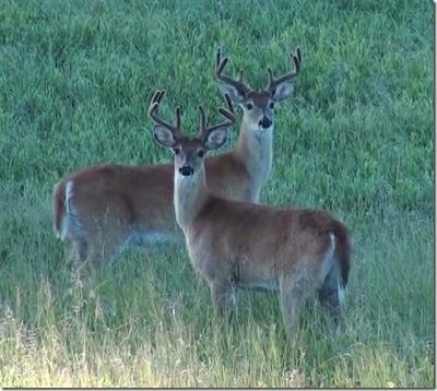 Two whitetail bucks pose for a picture.