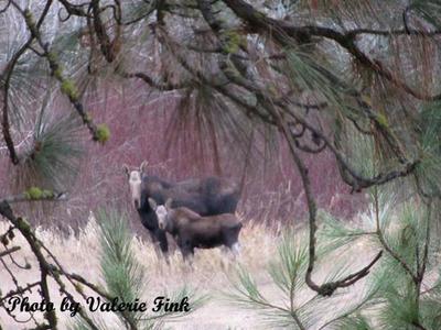 Moose Calf with its Mother