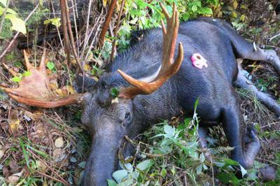Bull Moose Down<br/>Why do moose react this way?