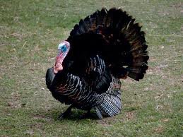 Wild Turkey