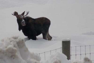 Yearly Bull Moose