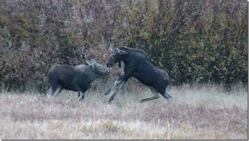 Young bull plays with a cow moose