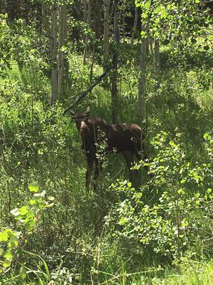 Young Moose in Colorado
